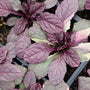 Buy Ajuga Burgundy Glow Ground Cover variegated foliage