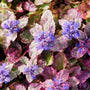 Burgundy Glow Ajuga