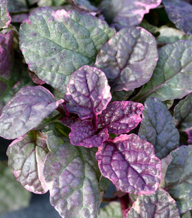 Burgundy Glow Ajuga