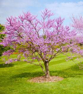 Burgundy Hearts Redbud