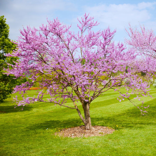 Burgundy Hearts Redbud Tree for Sale