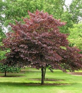 Burgundy Hearts Redbud