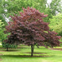 Burgundy Hearts Redbud Trees grown as specimen trees in the landscape