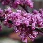 Burgundy Hearts Redbud Trees bloom bright pink flowers in spring