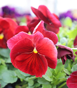 Burgundy Pansy