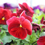 burgundy pansy close up photo