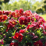 large burgundy pansy flower plant with the sun shining on the flowers