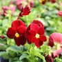 red pansies blooming fall