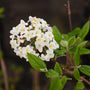 close up view of virburnum burkwoodi bloom