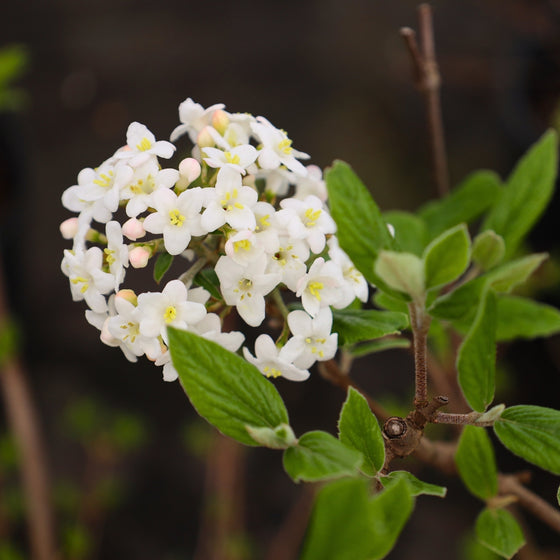 close up view of virburnum burkwoodi bloom