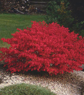 Transform Your Landscape with Decorative Bushes and Shrubs