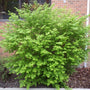 burning bush shrub in the spring and summer months with bright green foliage