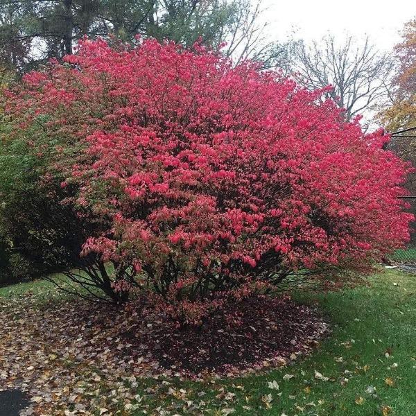 Dwarf Burning Bush for Sale | Brilliant Red Fall Color Shrub for