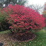 bright green and fiery red Winged Euonymus Shrub in transition from spring to fall foliage at edge of residential garden