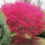 stunning fiery fuchsia Burning Bush Euonymus Shrub in full bloom