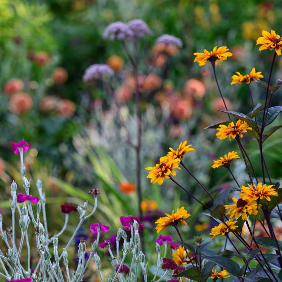 Burning Hearts Heliopsis planted with purple coneflowers and ornamental grasses in a pollinator garden
