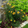 Dark purple stems and bronze-purple leaves beneath the bicolor flowers of Burning Hearts False Sunflower