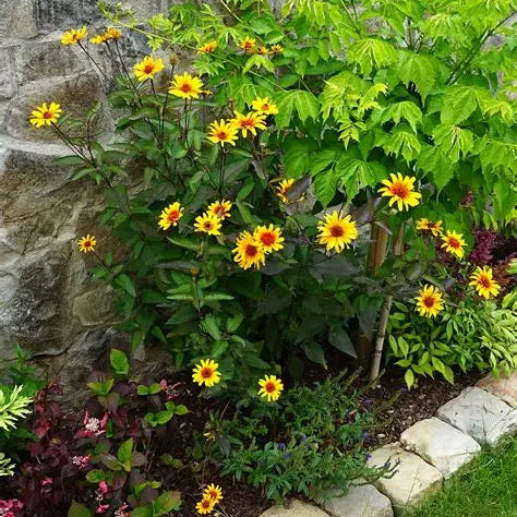 Dark purple stems and bronze-purple leaves beneath the bicolor flowers of Burning Hearts False Sunflower