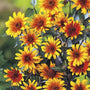 Close-up of Burning Hearts Heliopsis showing golden petals and a rich red-orange flower center