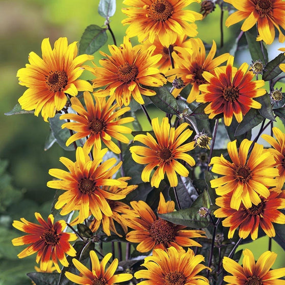 Close-up of Burning Hearts Heliopsis showing golden petals and a rich red-orange flower center
