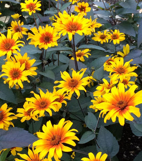 Burning Hearts Heliopsis