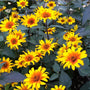 Burning Hearts Heliopsis with golden-yellow flowers, fiery red-orange centers, purple stems and dark bronze foliage