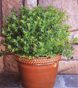 Bushel and Berry® BerryBux® Blueberry