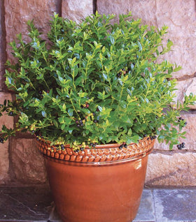 Bushel and Berry® BerryBux® Blueberry