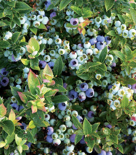 Bushel and Berry® Jelly Bean® Blueberry