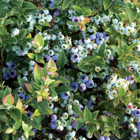 Bushel and Berry Jelly Bean Blueberry Bush for Sale