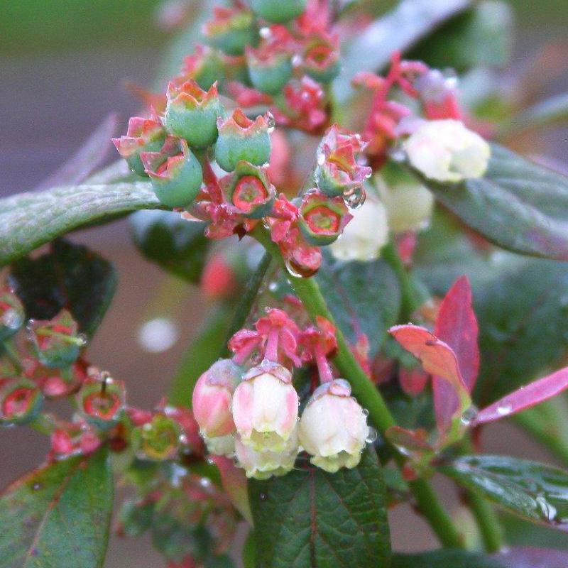 Pink Icing Blueberry Bushes for Sale | Garden Goods Direct