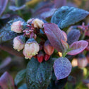 Pink Icing Blueberry Bushes