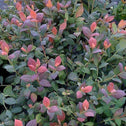 Red and green foliage on Pink Icing Blueberry Bushes