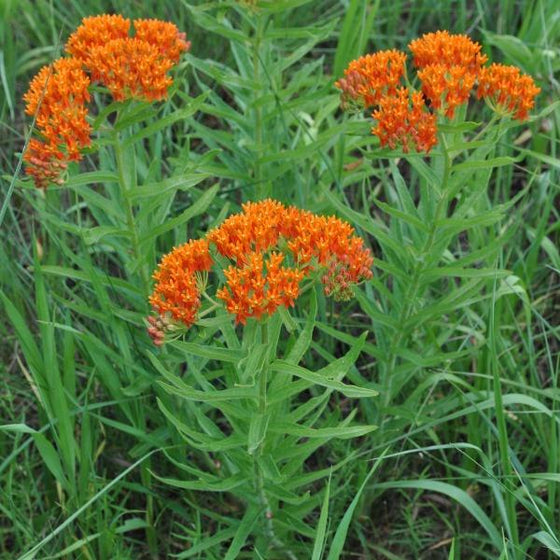 firey orange flowers of Asclepias tuberosa in the garden with green foliage