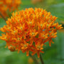beautiful orange flowers of Asclepias tuberosa butterfly weed