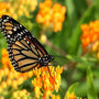 butterflies and other pollinators are very attracted to the butterflly weed