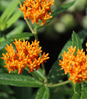 Orange Butterfly Weed