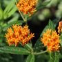 close up of vibrant orange butterfly weed plant