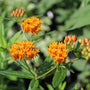 sun-loving butterfly weed for summer pollinator garden