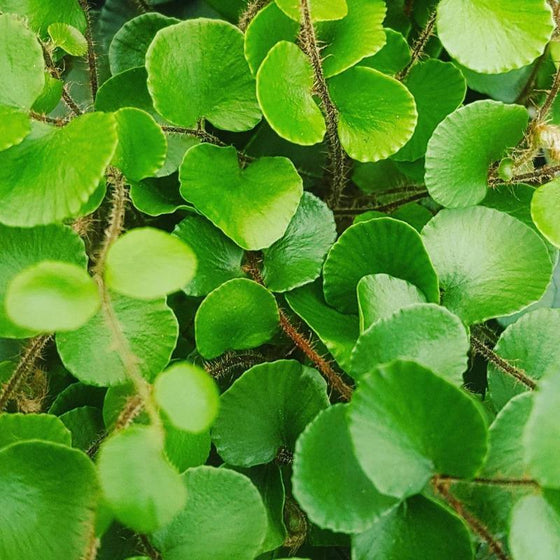 hanging button leaf plant Buy Button Fern Plants Online