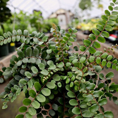hanging button leaf plant Buy Button Fern Plants Online
