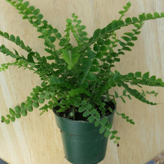 Button Fern is an easy to grow low light house plant