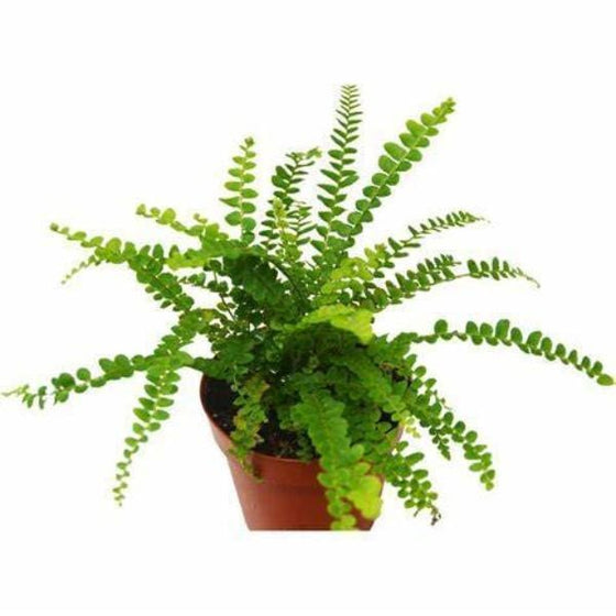 Button fern produces bright green new growth