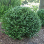 Compact evergreen boxwood shrub with dense globe habit in a front yard landscape