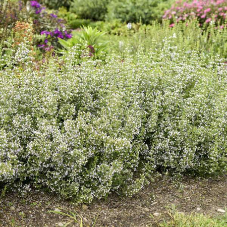 Buy Calamintha nepeta Plants Online