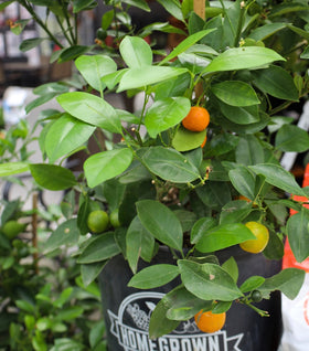 Calamondin Orange Tree