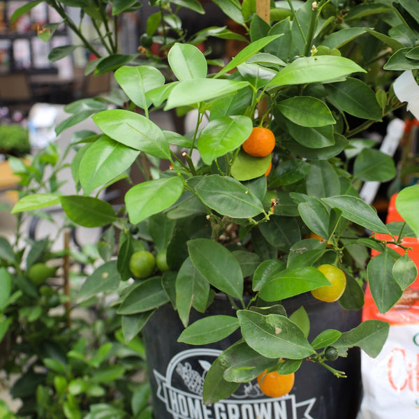 calamondin tre Calamondin Orange Trees For Sale