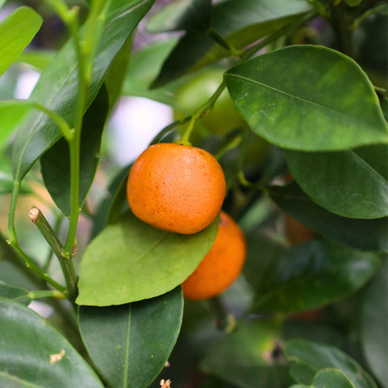 ripe calamondin oranges on a tree