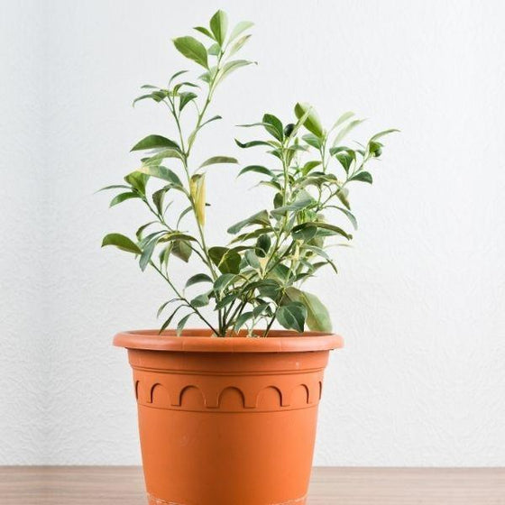 calamondin orange tree used as an indoor plant