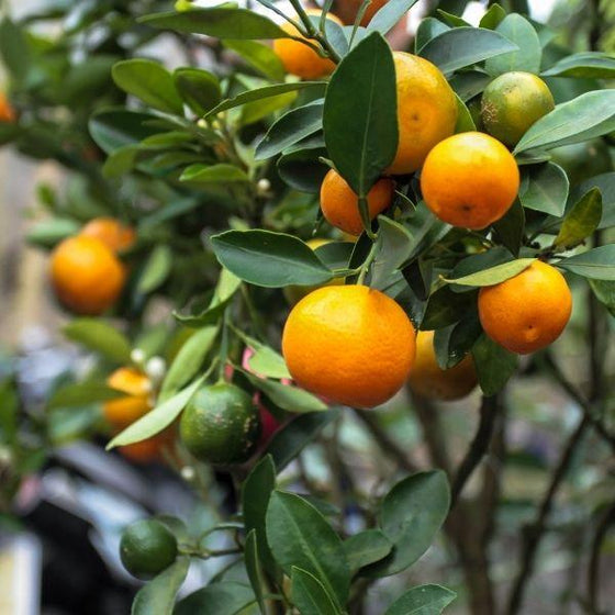 Calamondin Orange Trees For Sale Garden Goods Direct